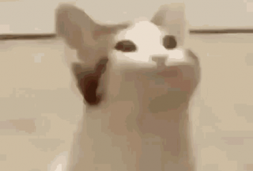 Lolcat چیست؟